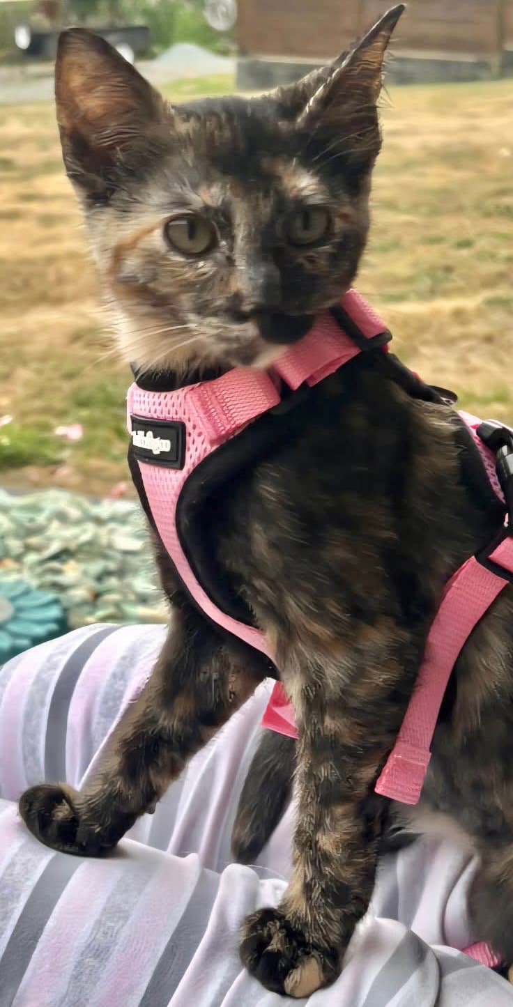 Kona
