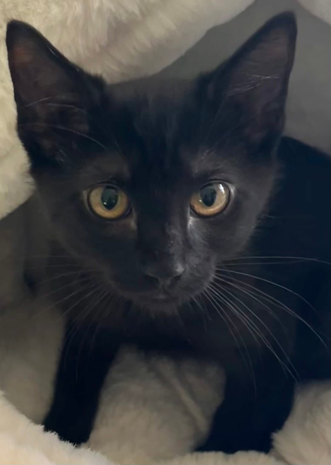 Oscar
