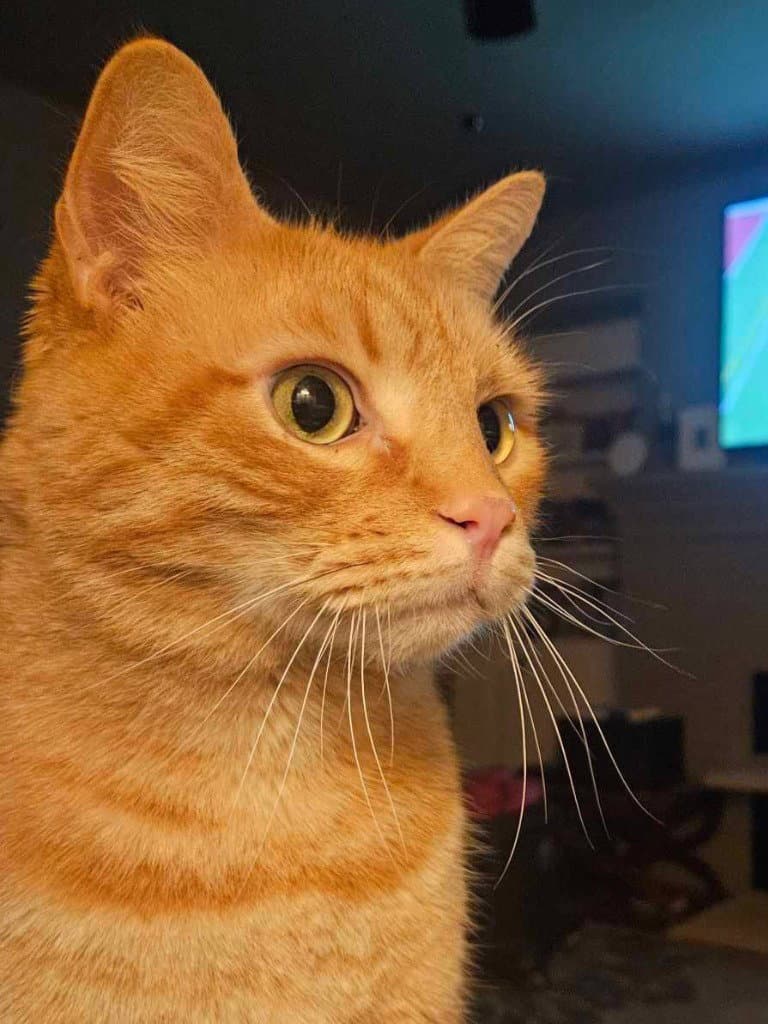 Max