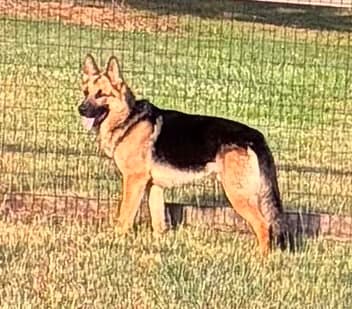 Flynn