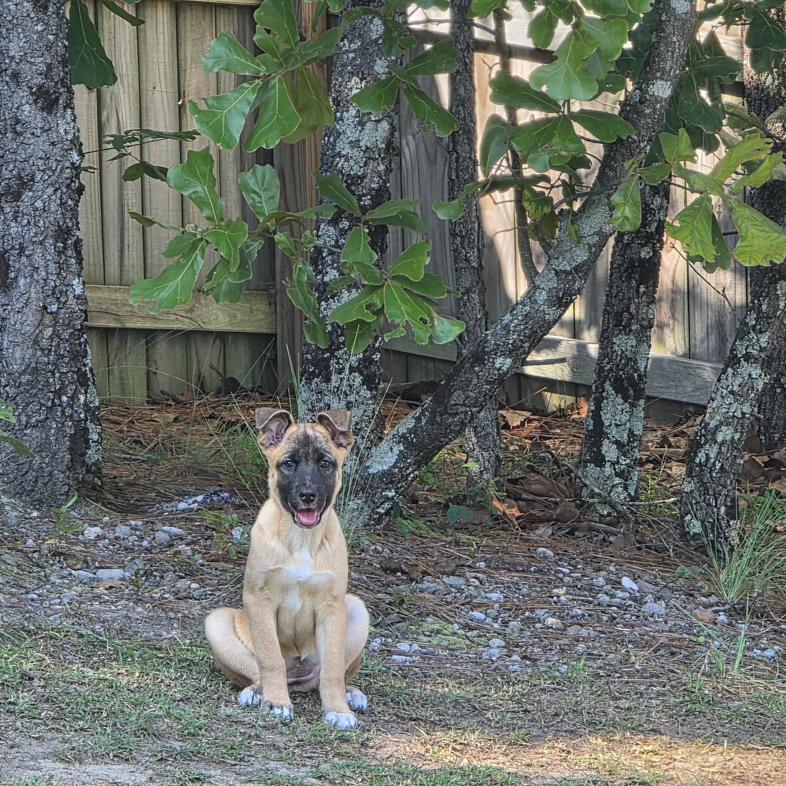 Zev
