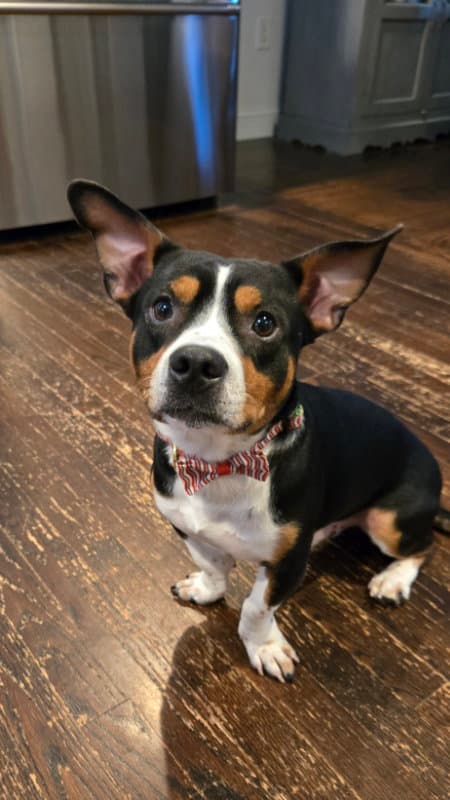 Archie