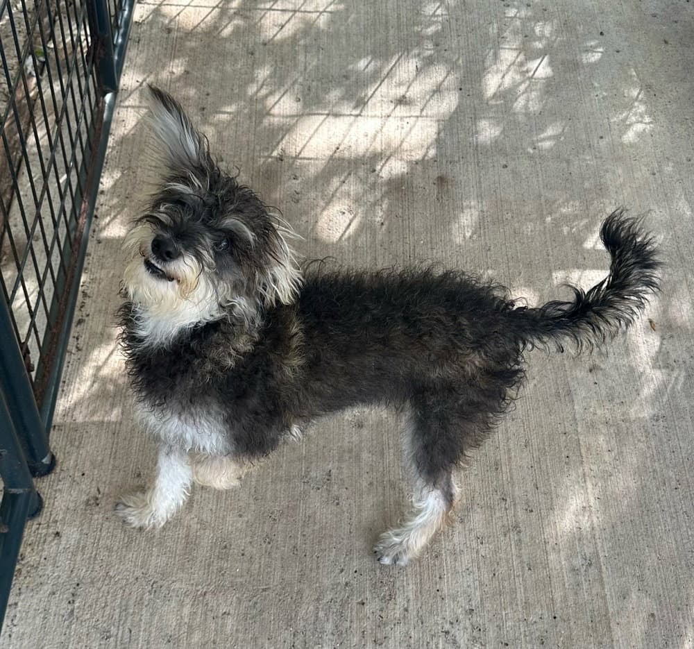 Ziggy