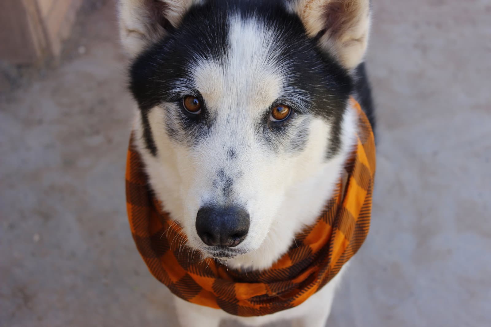 Koda