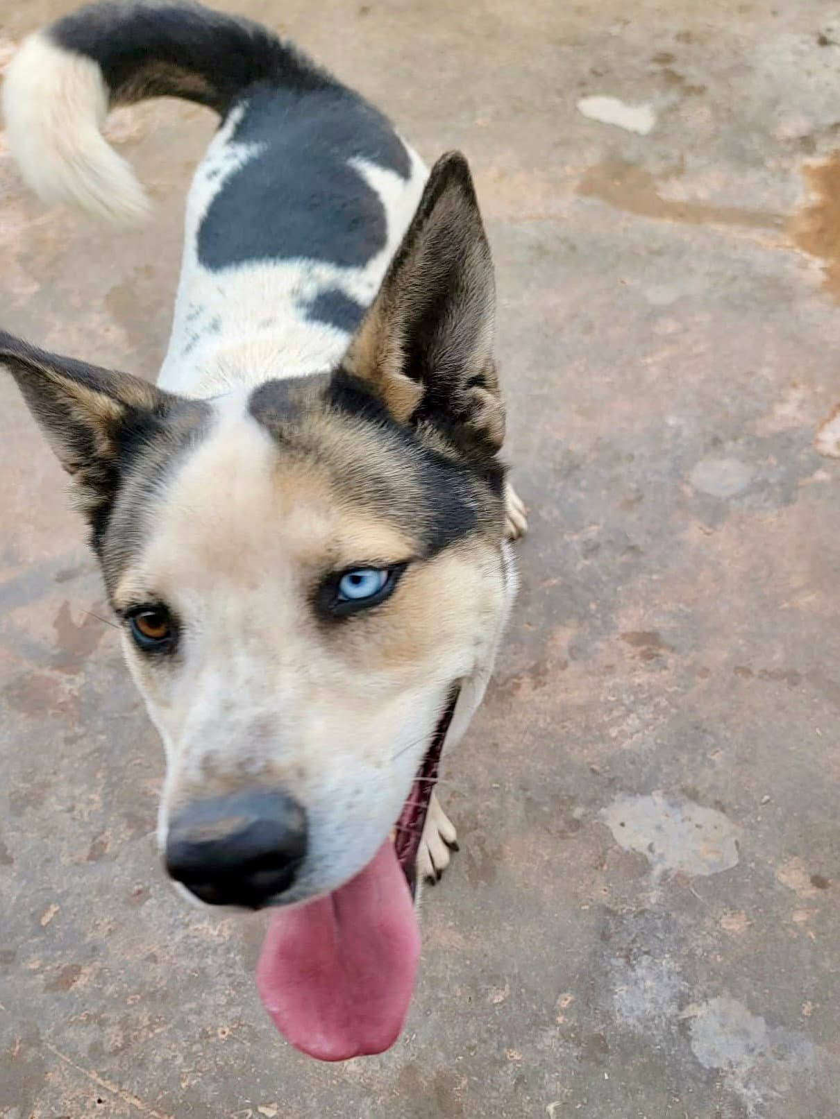 Bluey