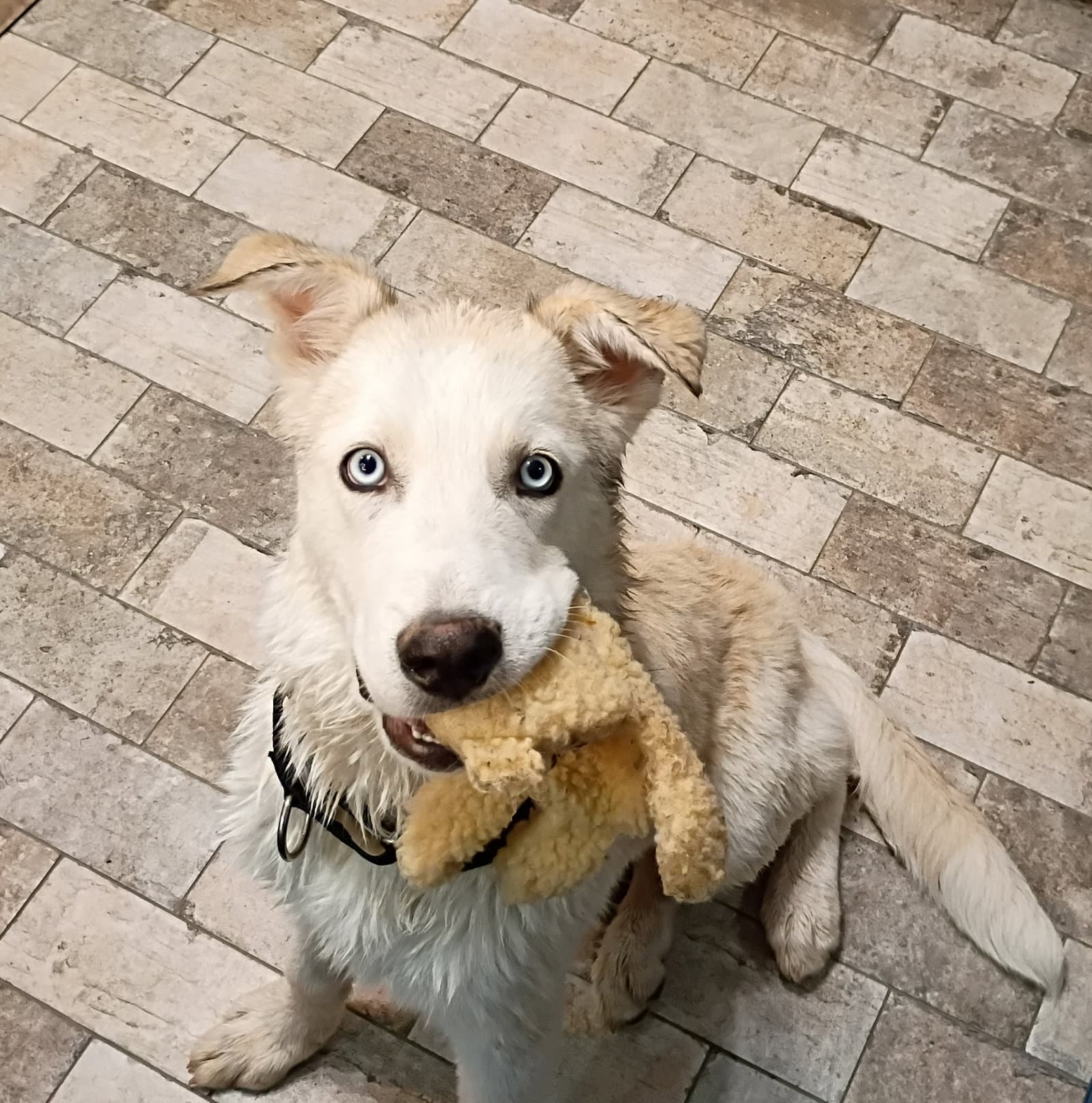 Tismo