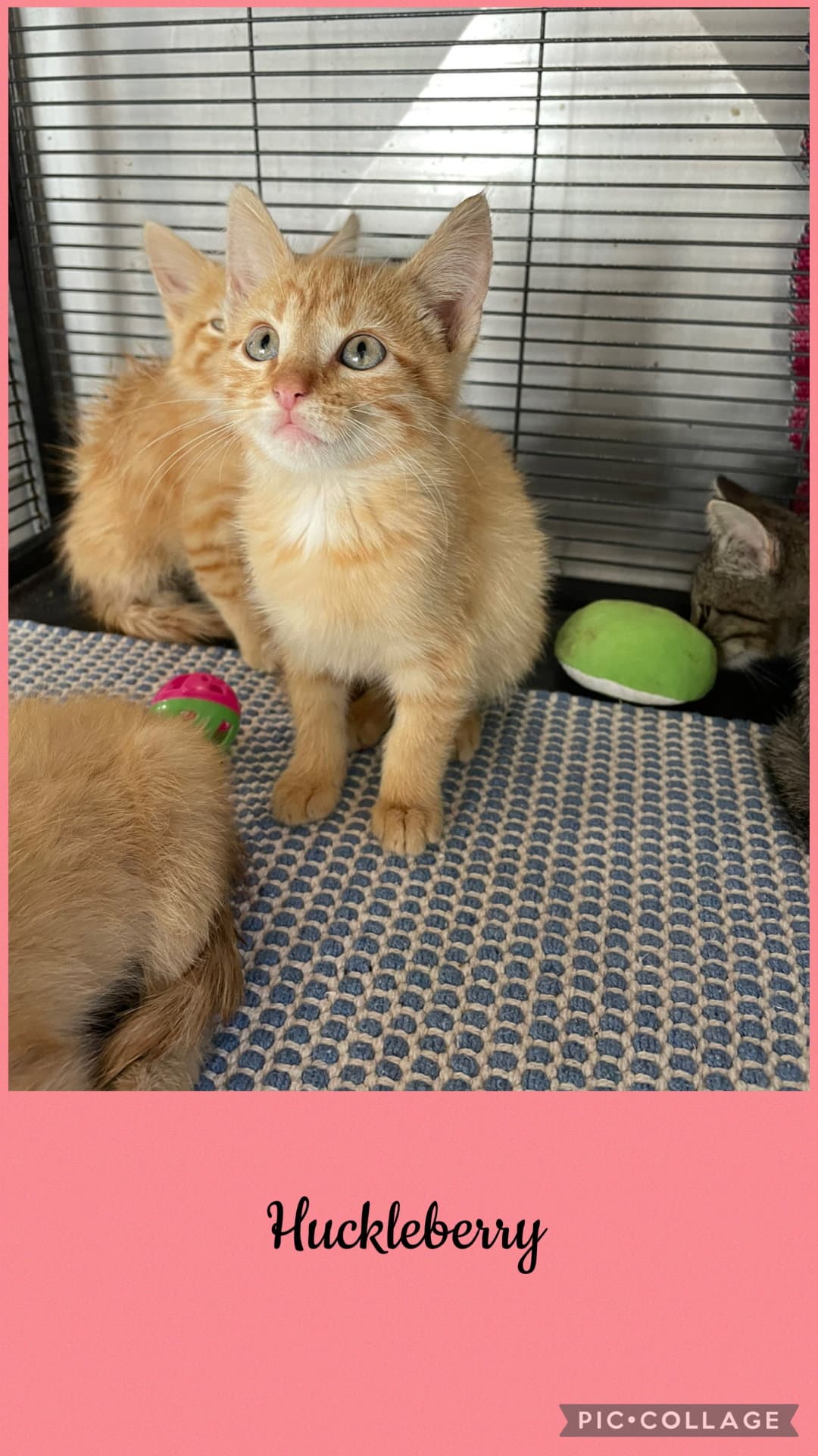 Berry litter- Huckleberry