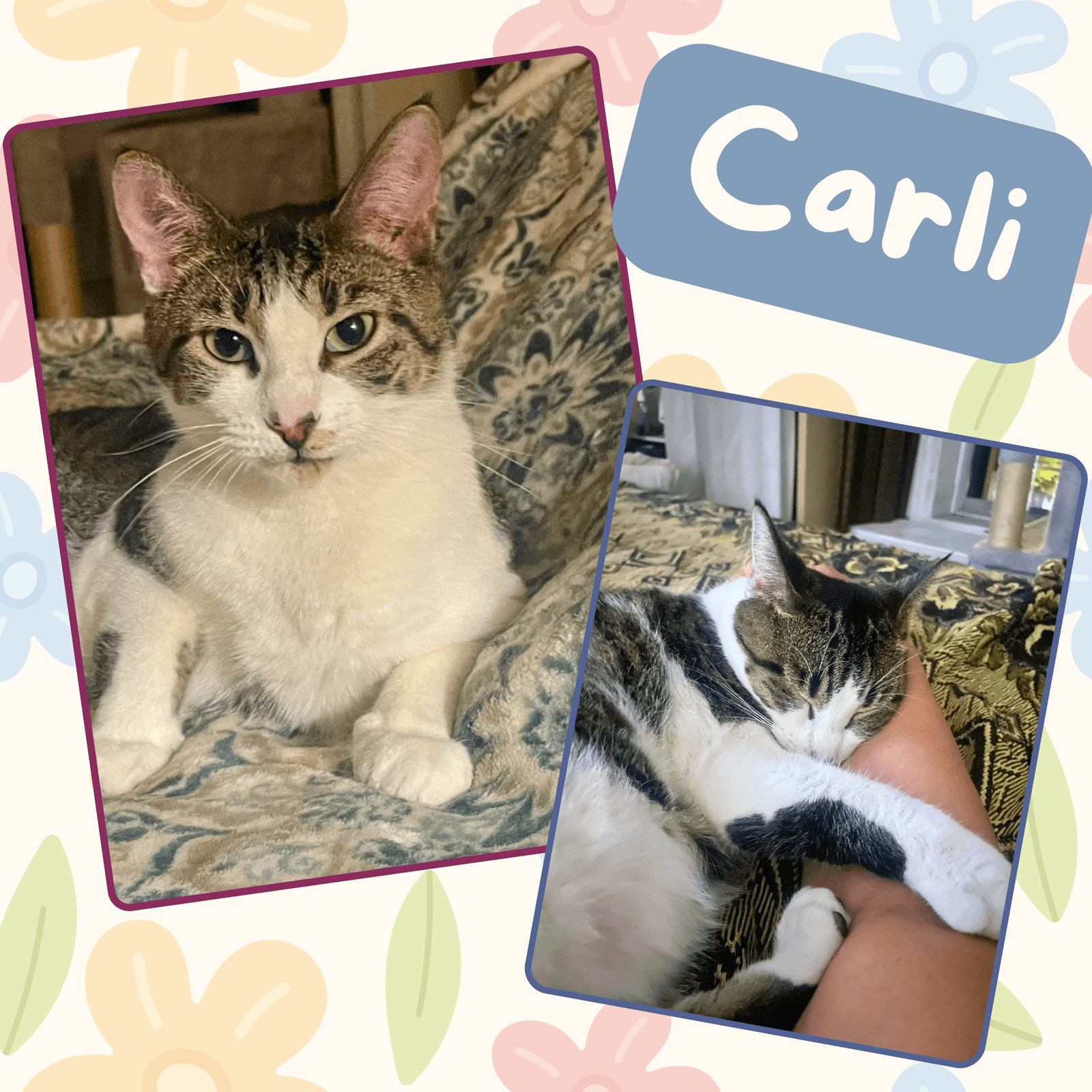 Carlie
