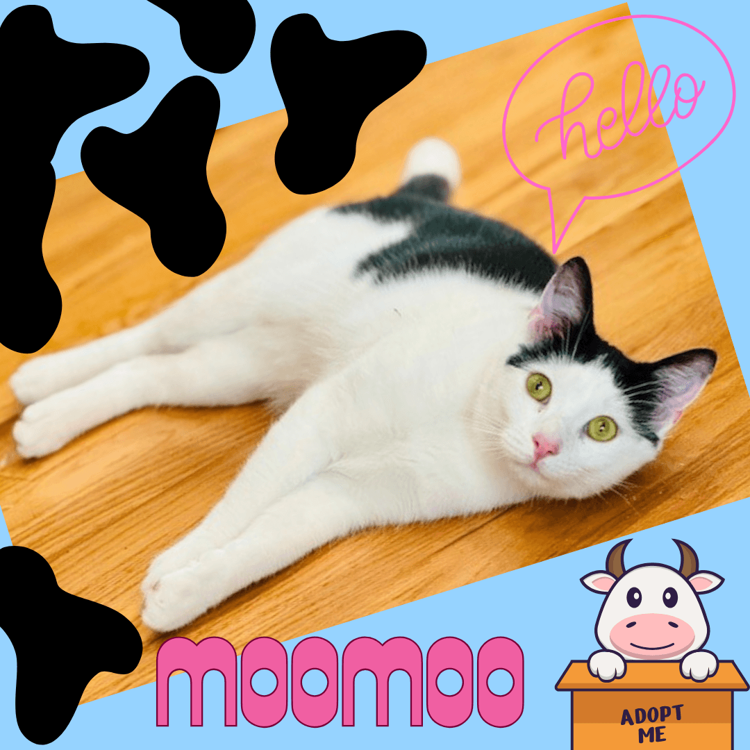 MooMoo