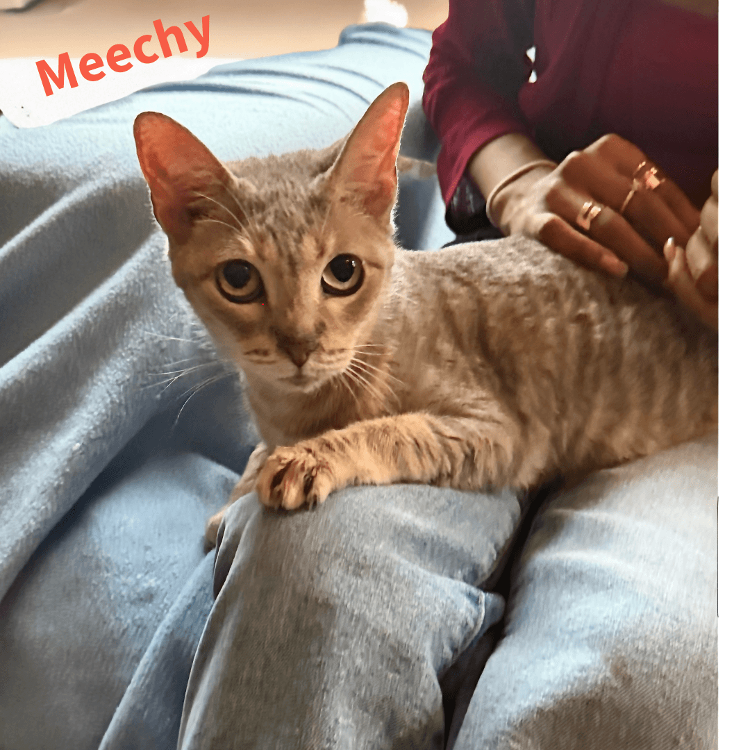 Meechy