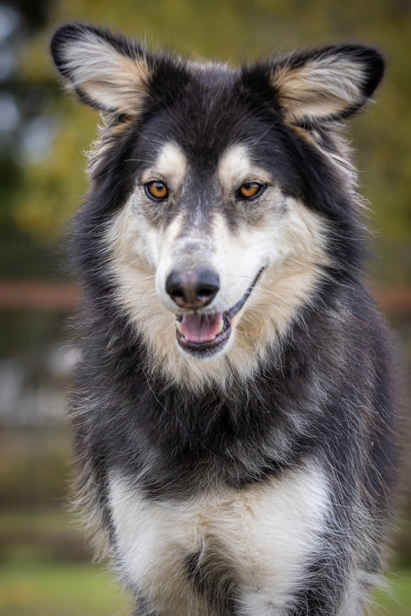 YUKON