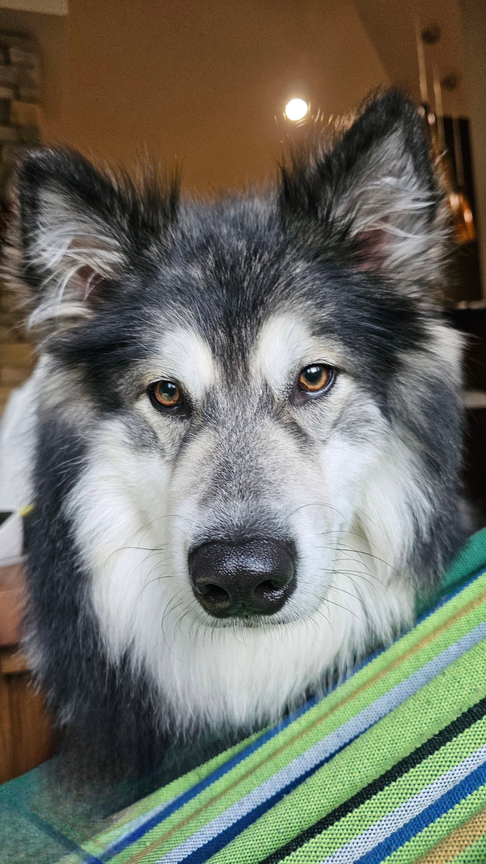 CHEWIE
