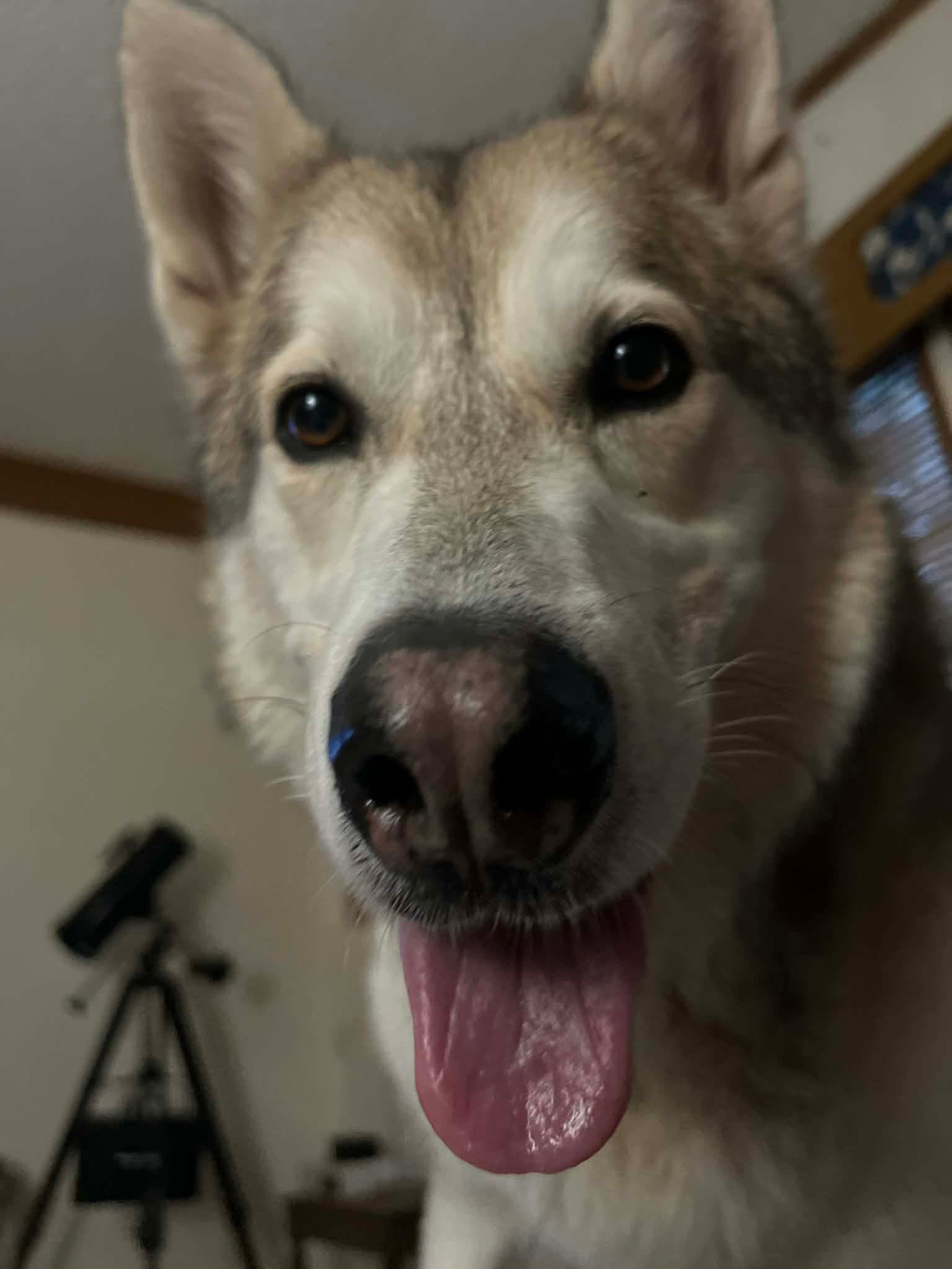 KENO