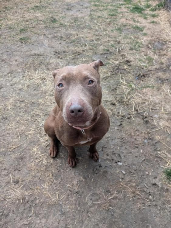 Nutmeg