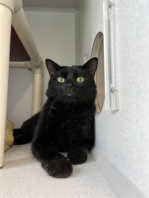 SIMON