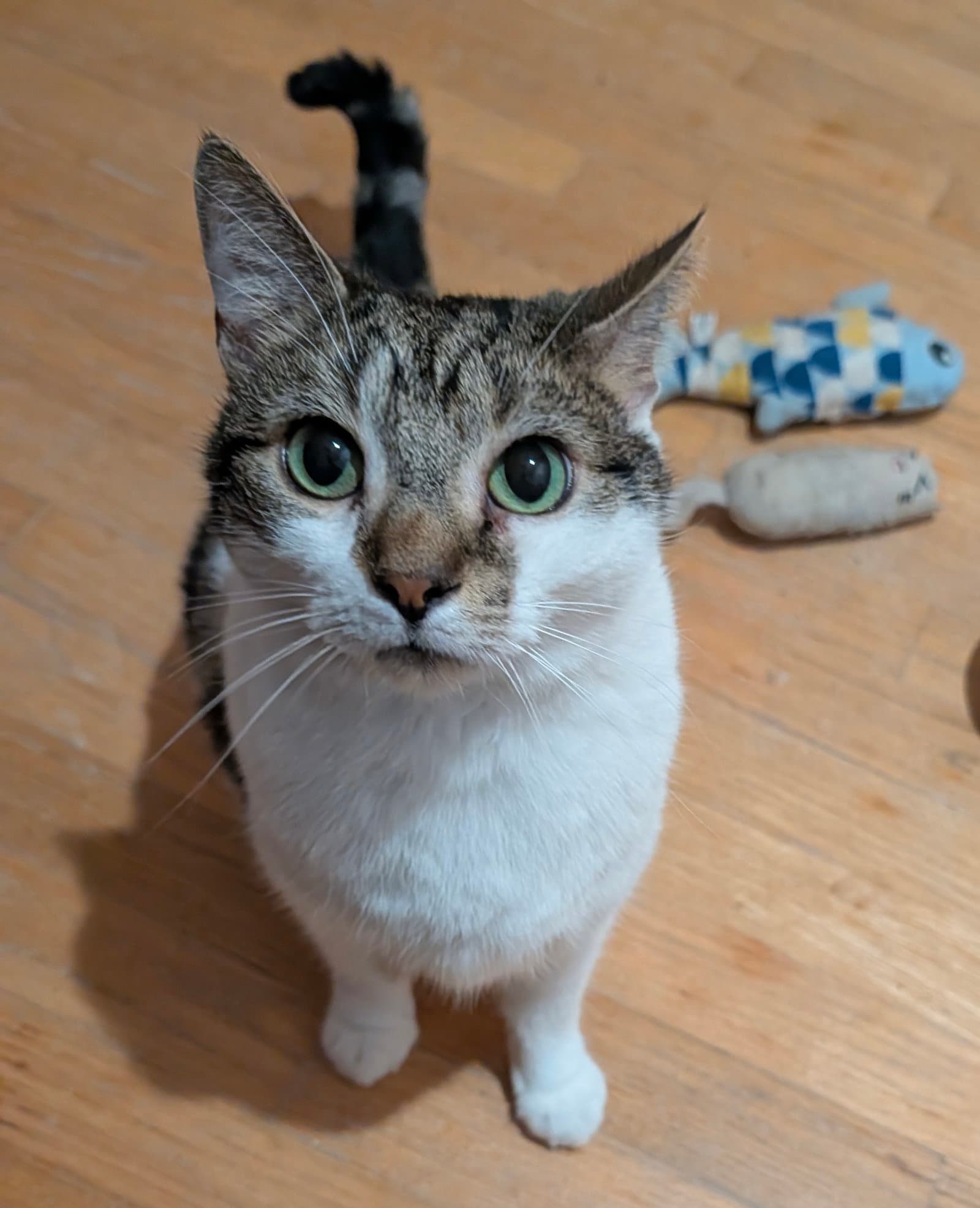 Benji