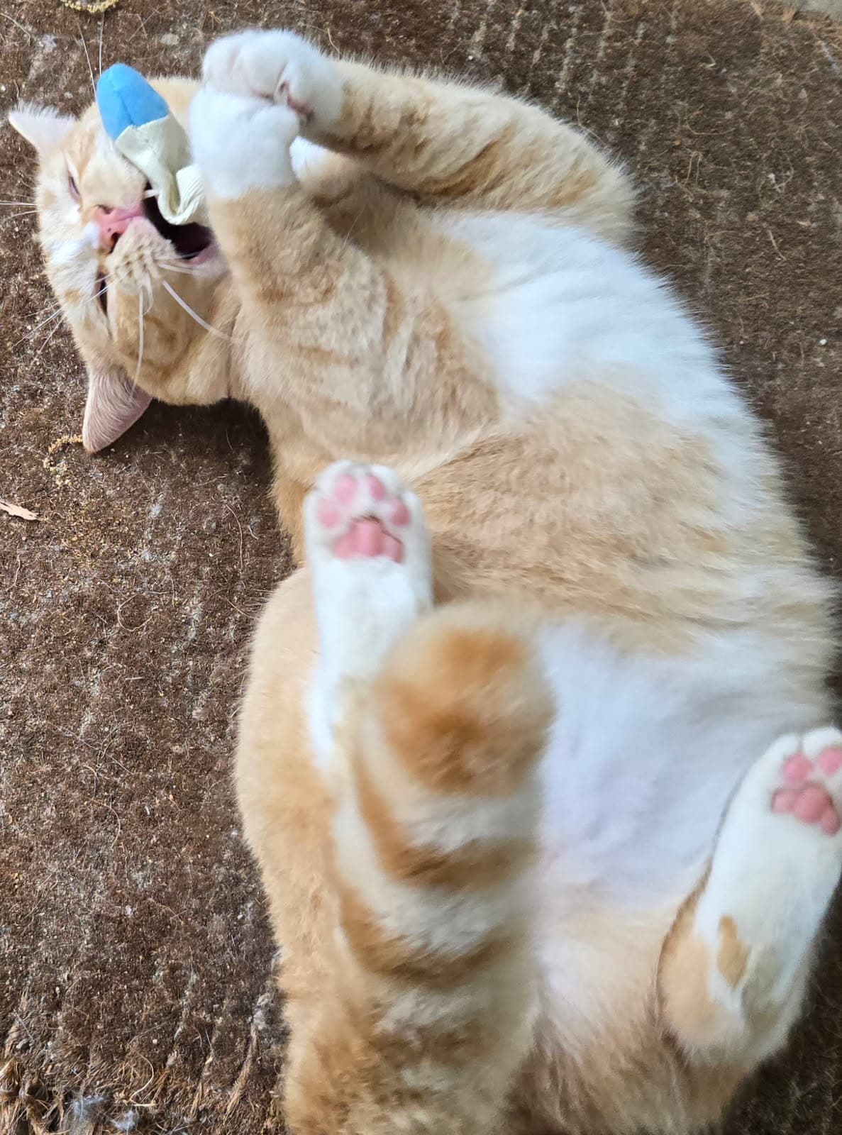 Georgie