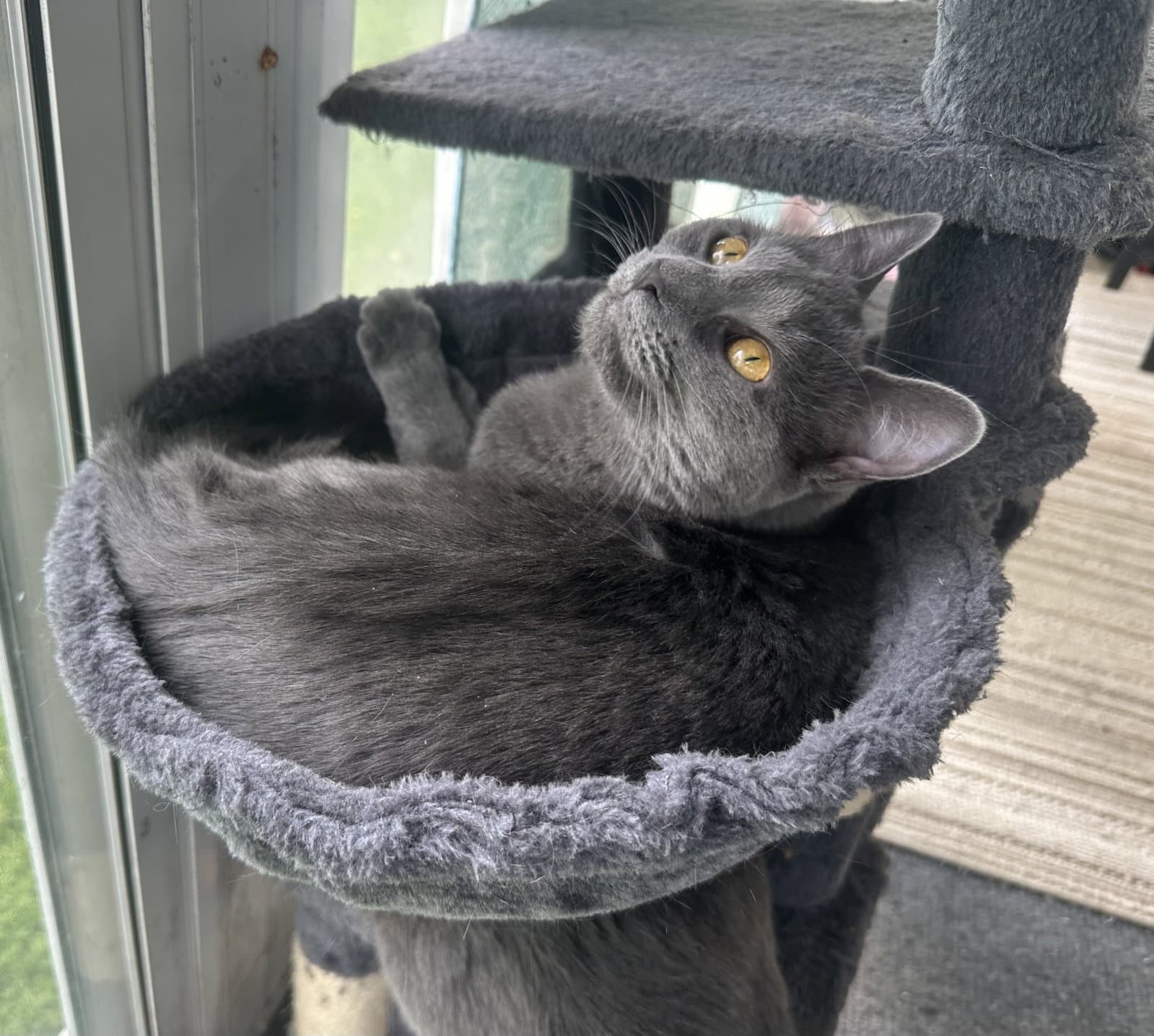 Cleo