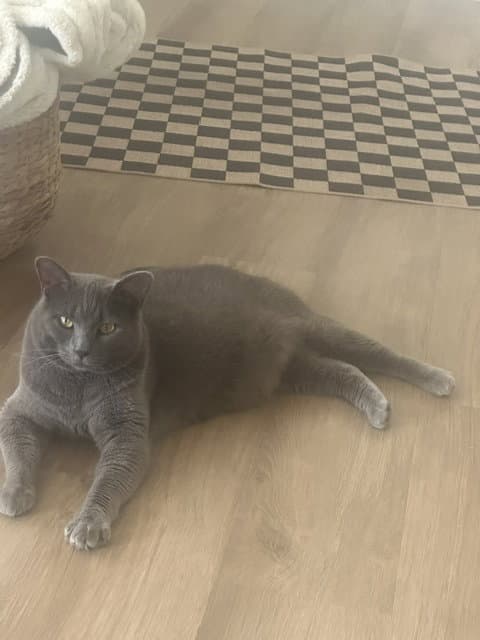 Kibbles