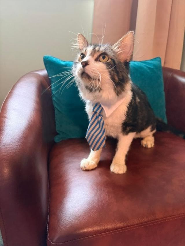 Hugo