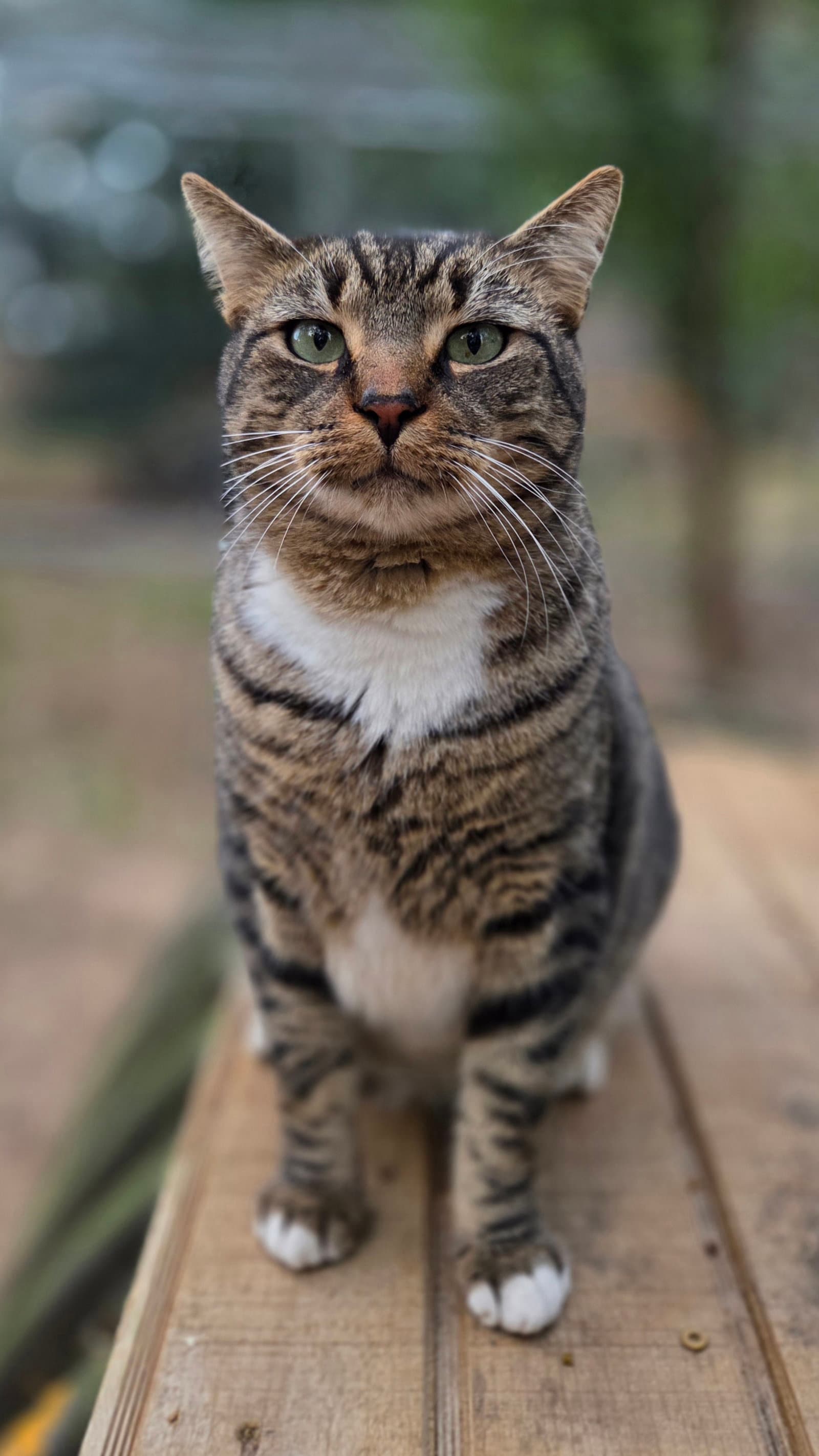Taj