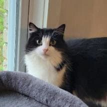 Phoebe