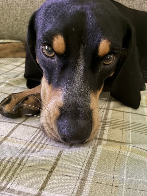 Beau