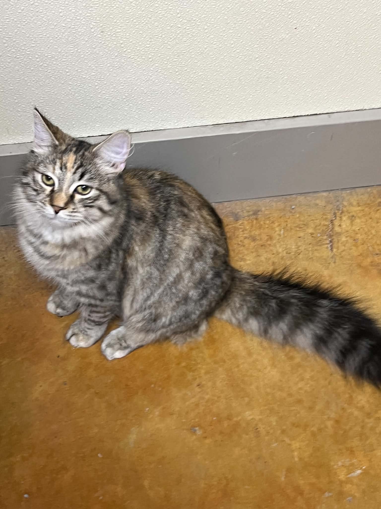Lil