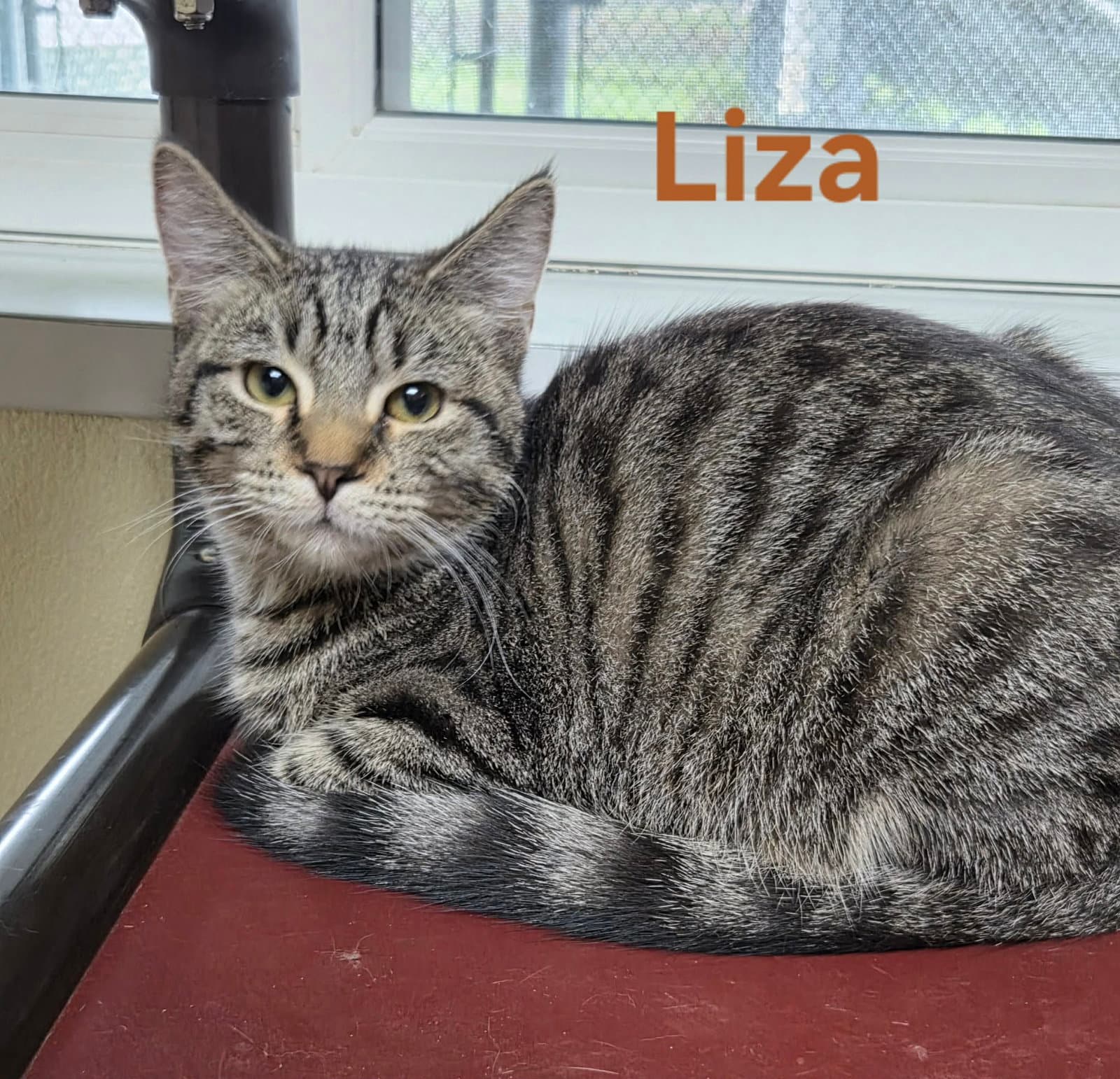 Liza