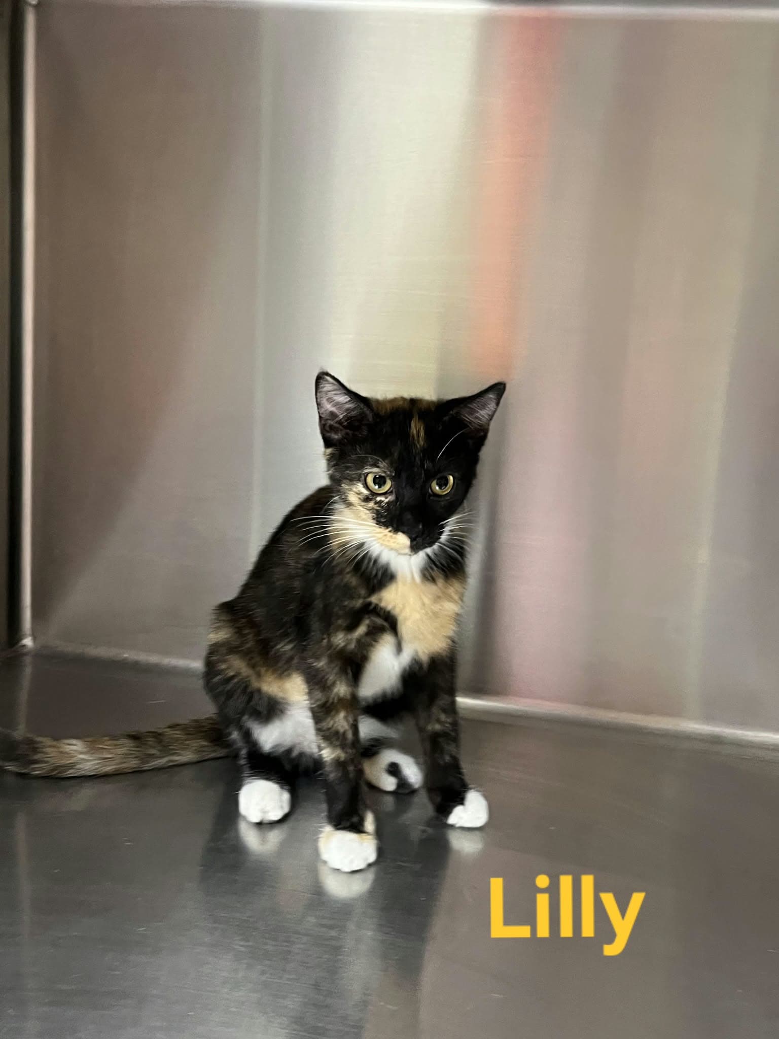 Lilly