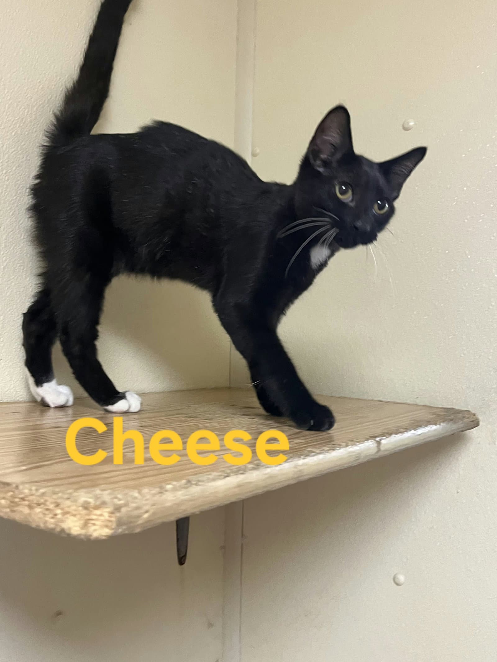 Cheese