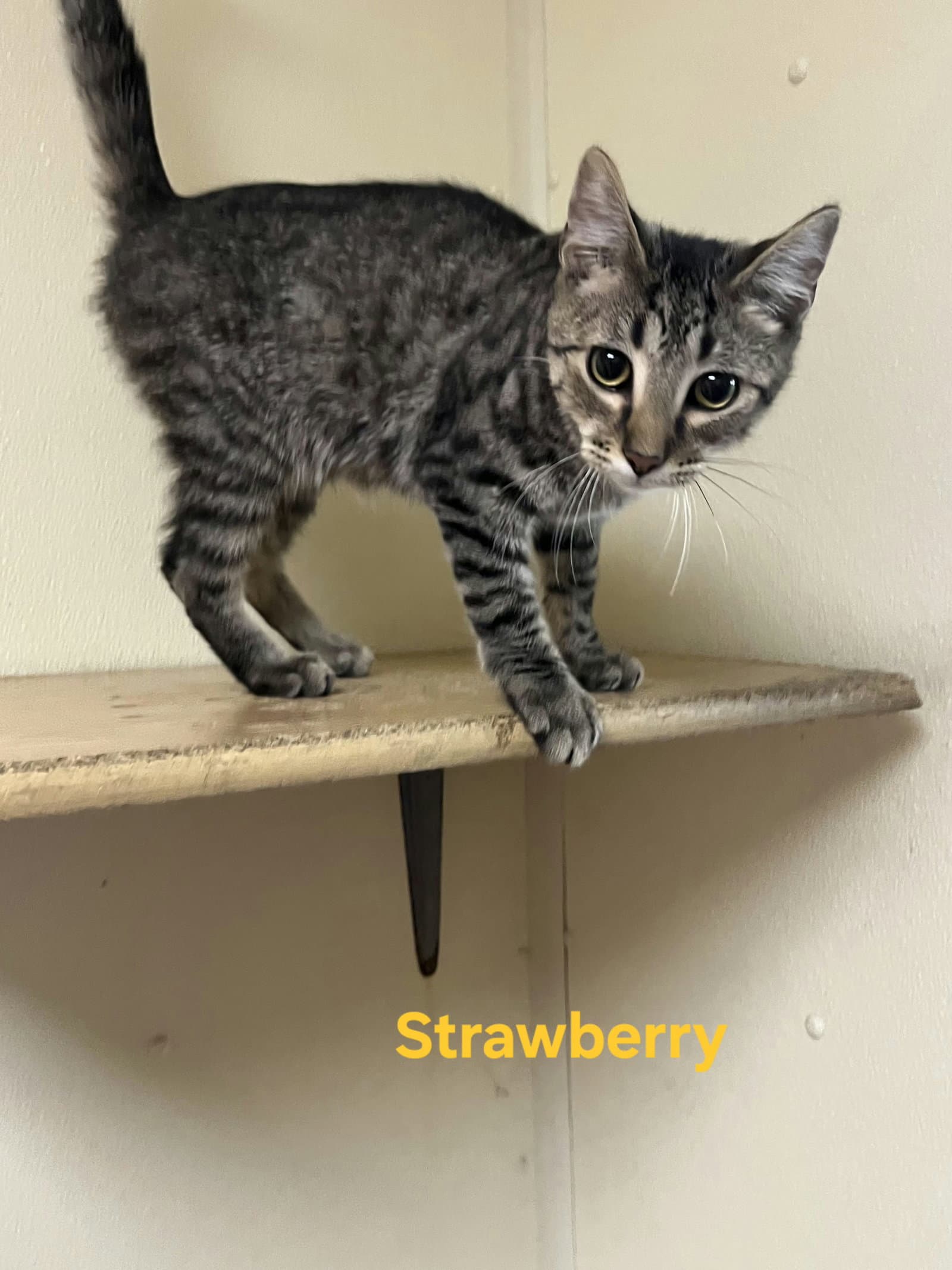 Strawberry