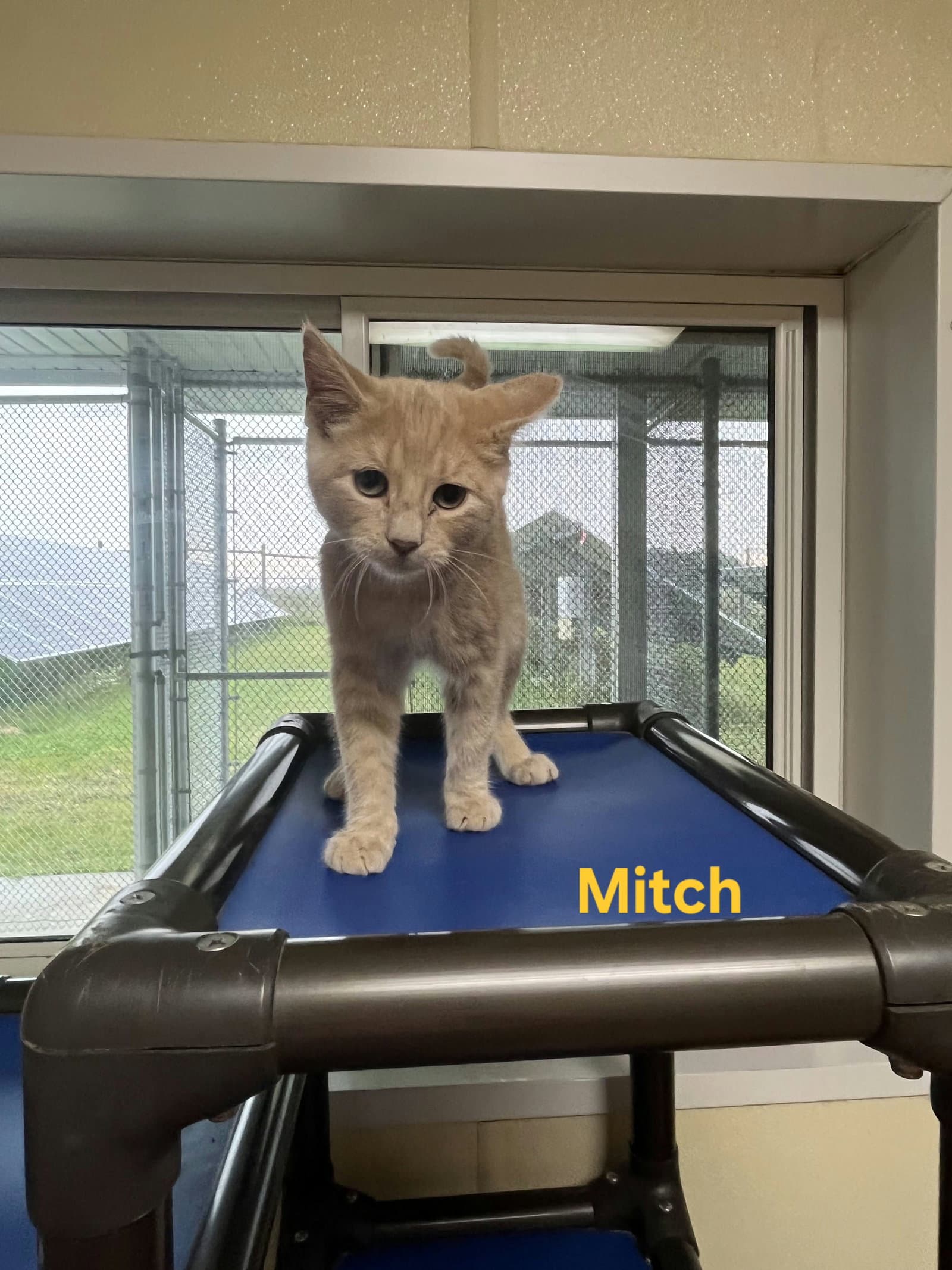 Mitch