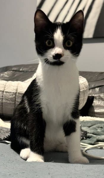 Pierre
