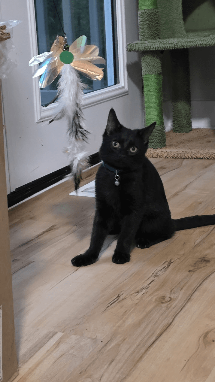 Berlioz