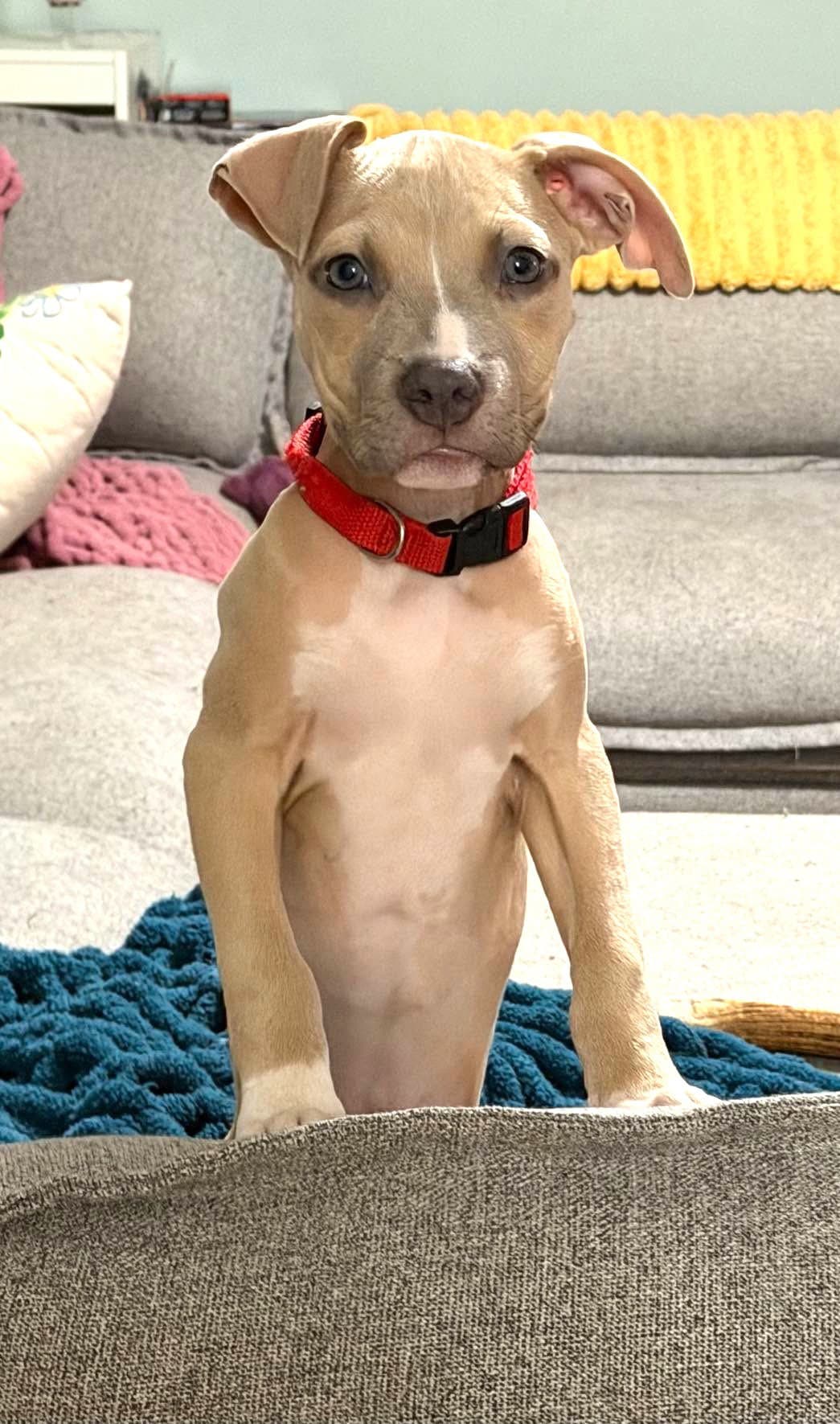 Bonnie (puppy)