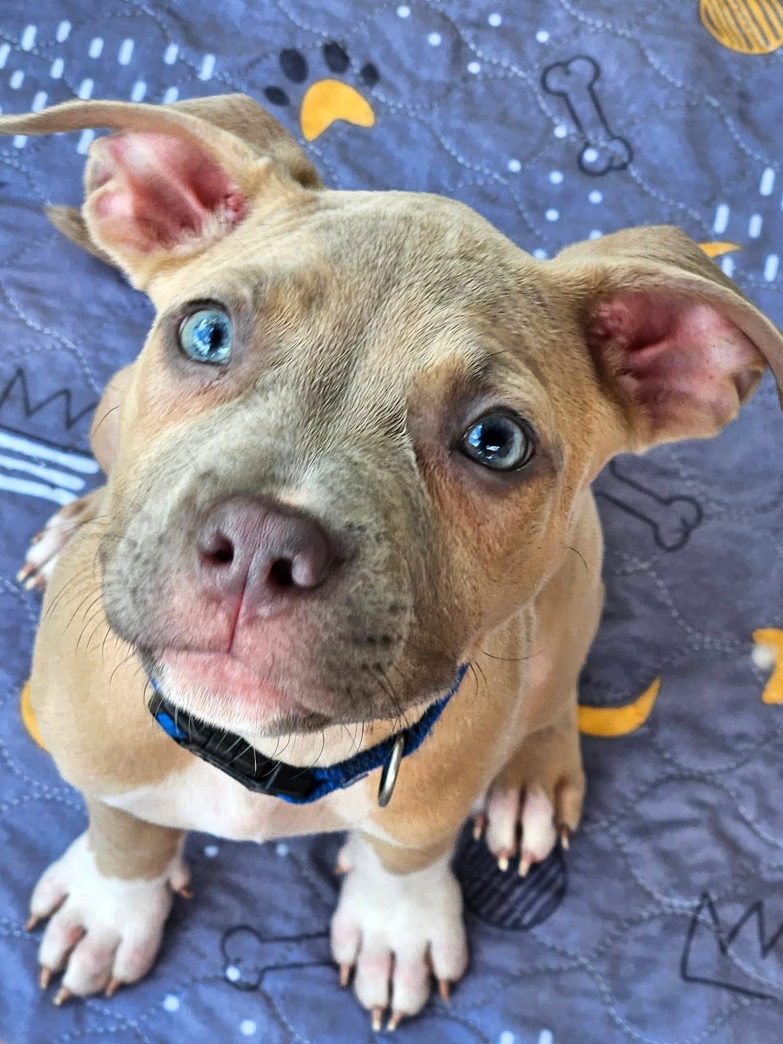 Clyde (puppy)