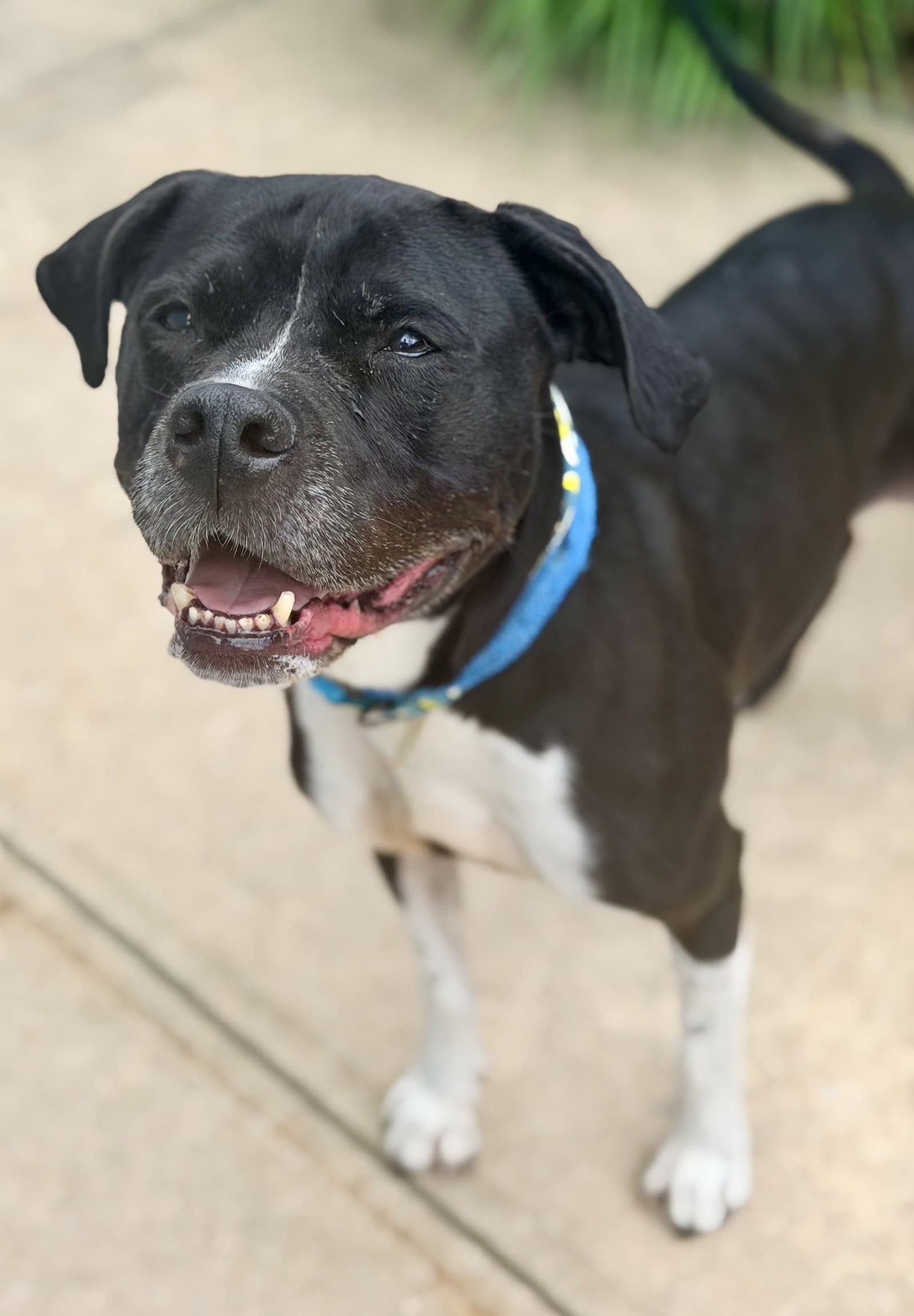 Nala