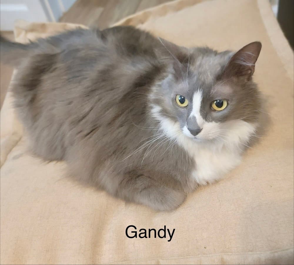Gandy