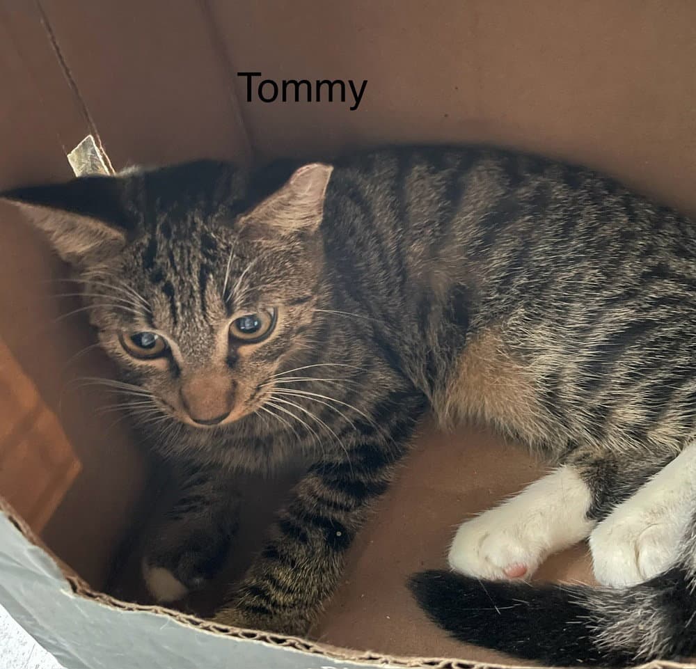 Tommy