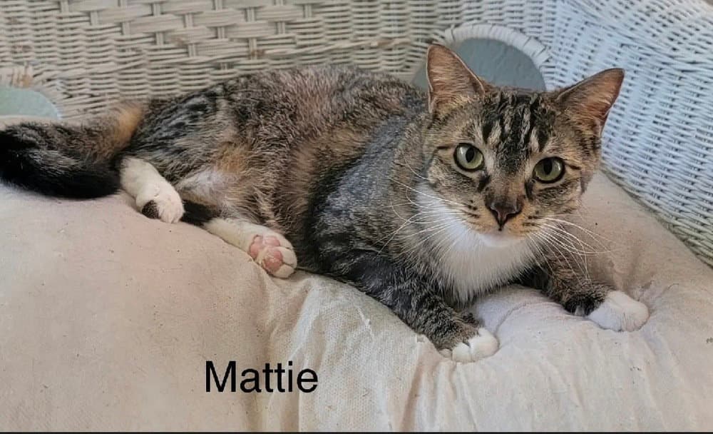 Mattie