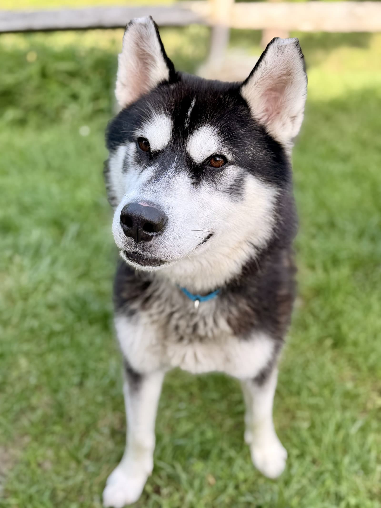 Maverick
