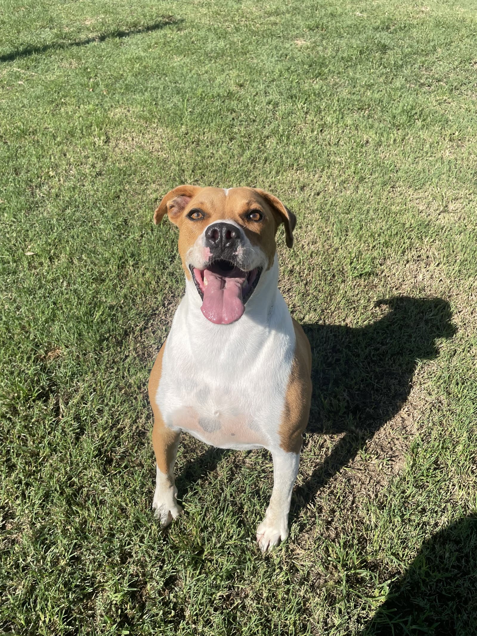 Scooby