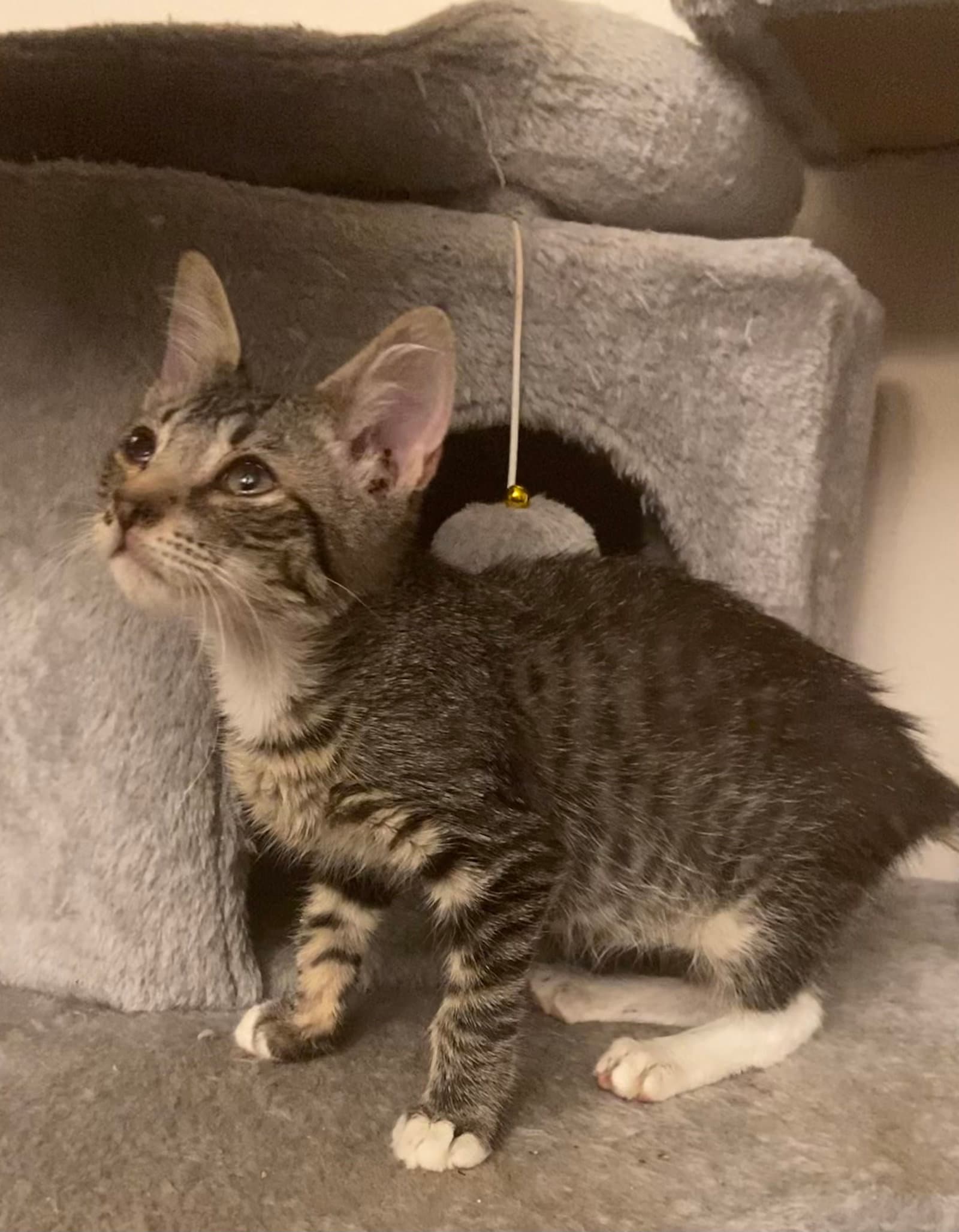 Remy