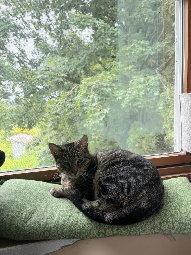 Kiwi