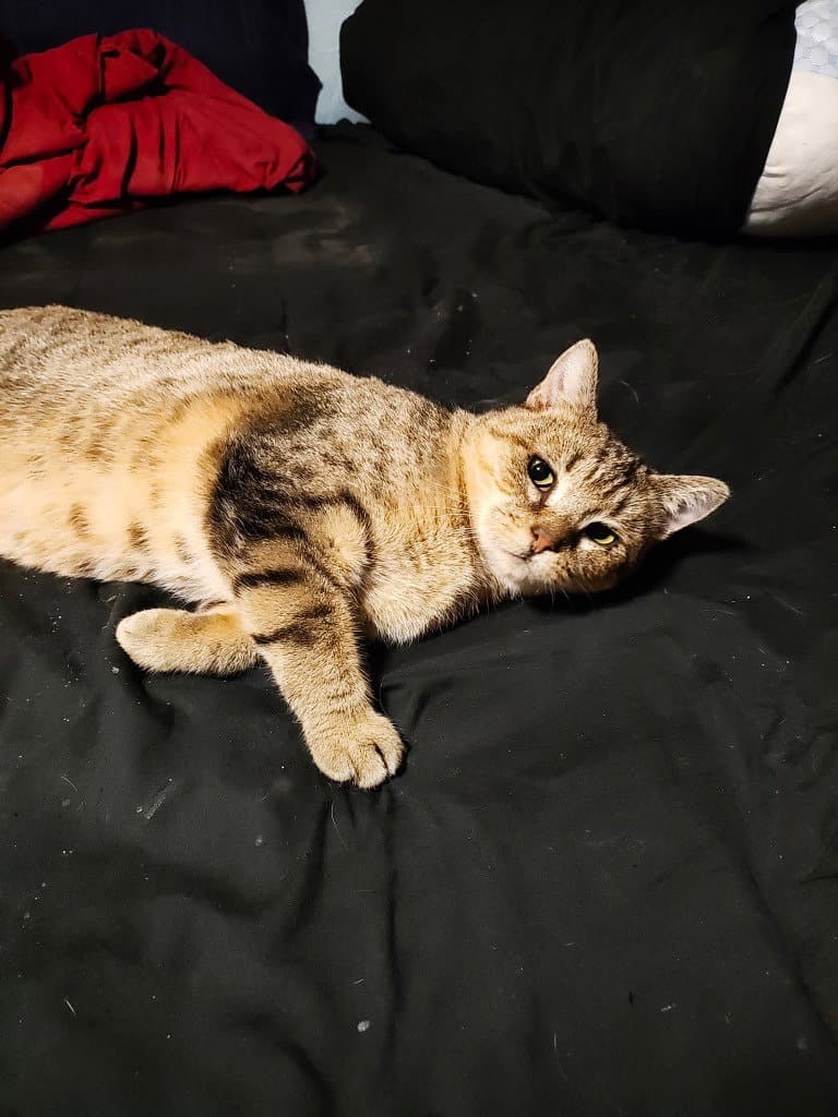 Abby the Tabby