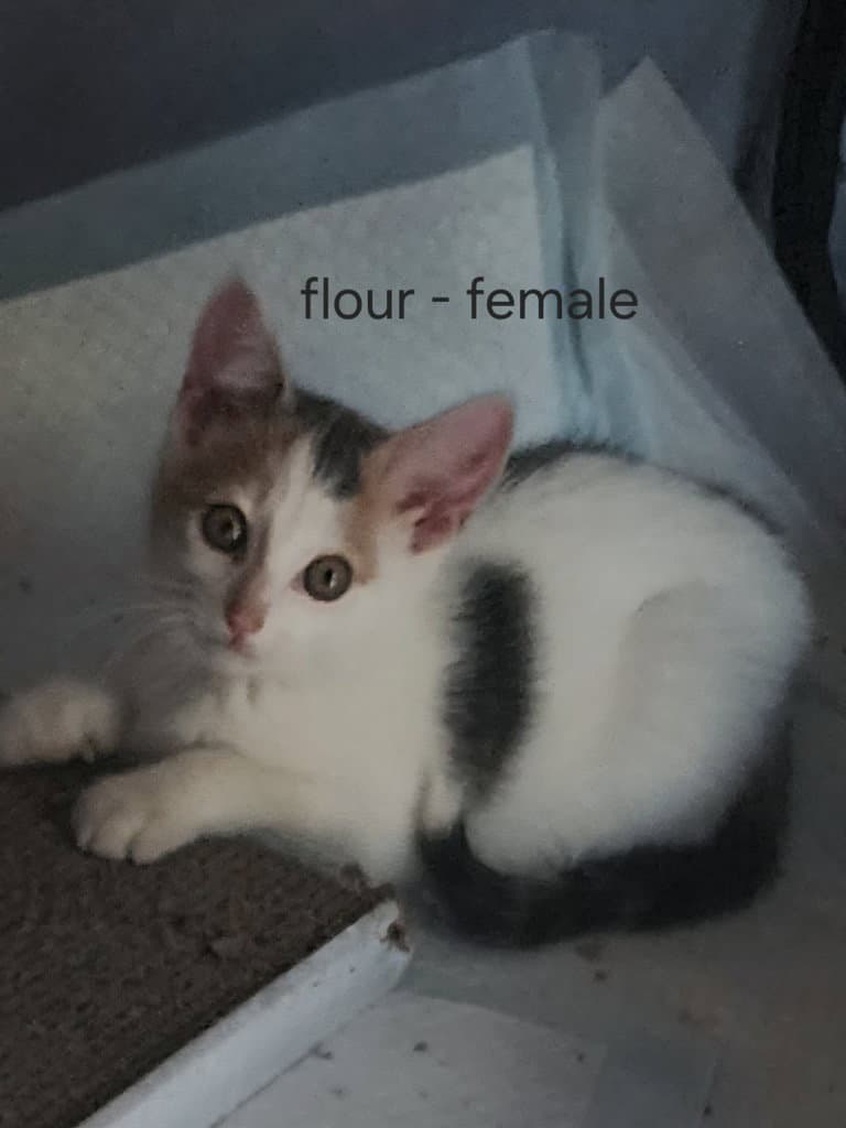 Flour