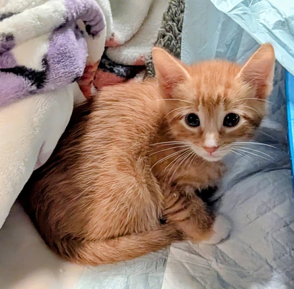 Braxton