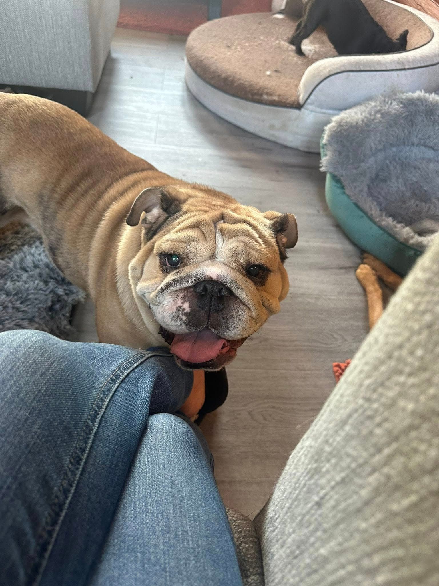 Sweet Potato
