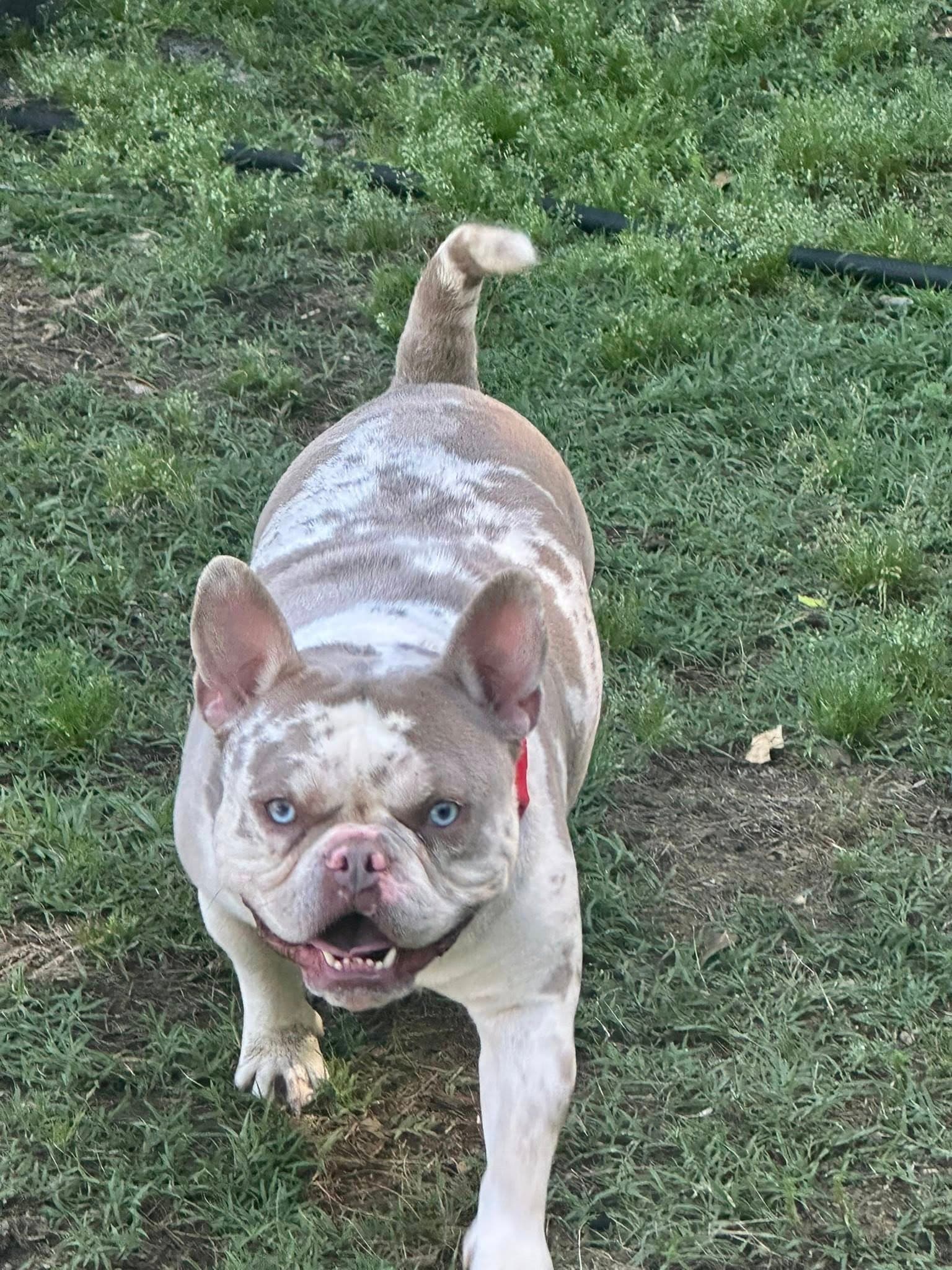 Porky